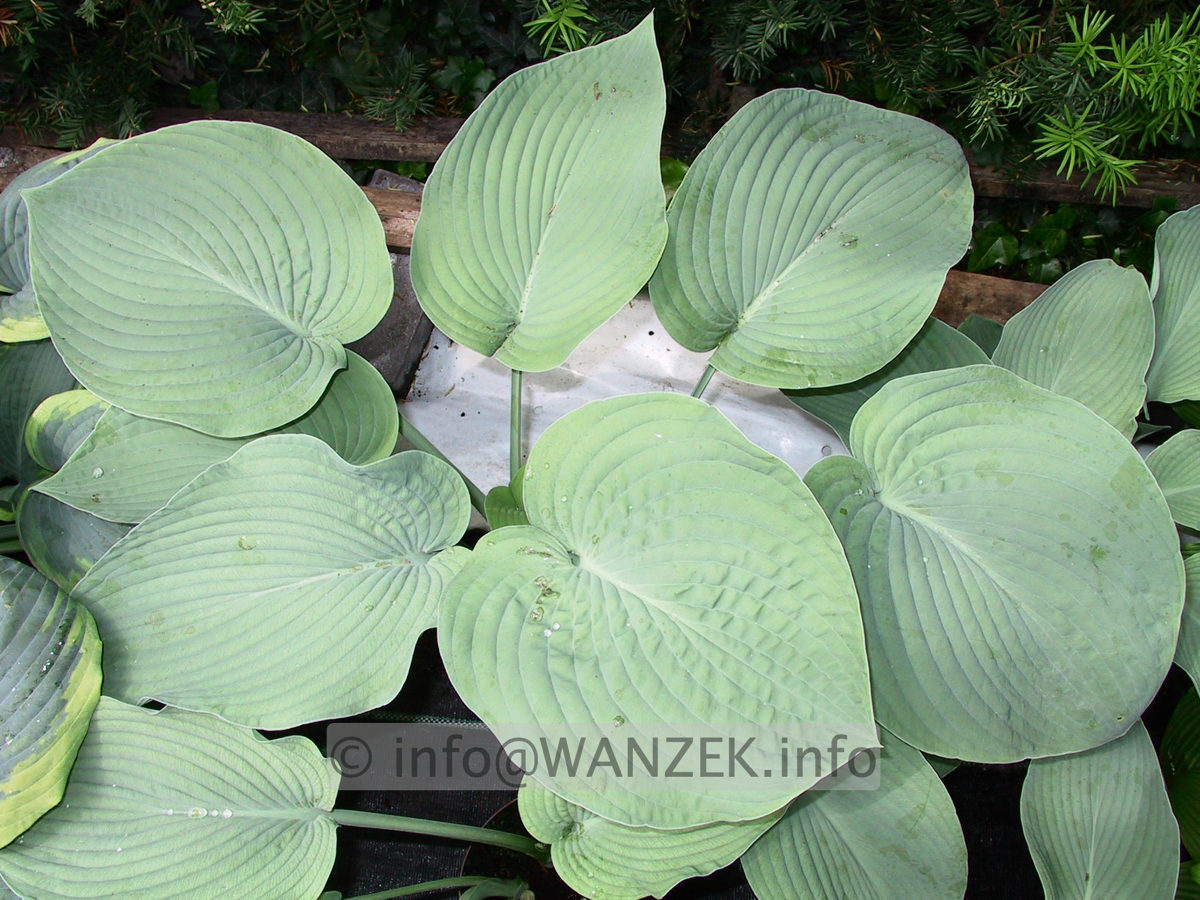 Hosta Hybride Mollies Blaue 08.jpg